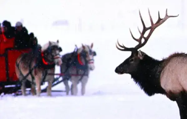 Sleigh Ride