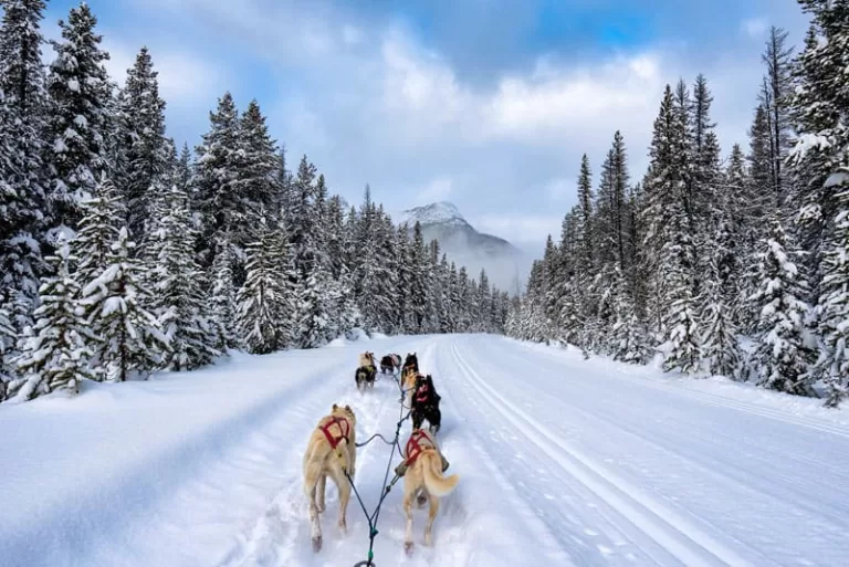 dog sledding