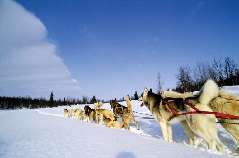 Dog Sledding