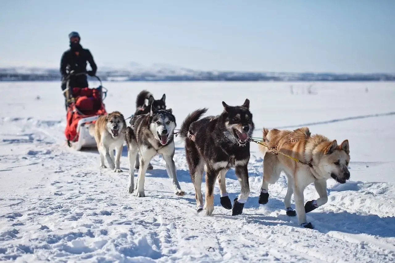 Dog Sledding Rides
