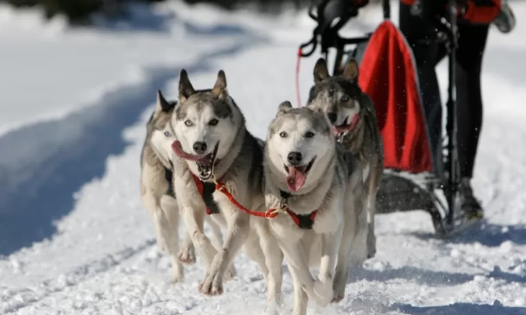 Dog Sledding
