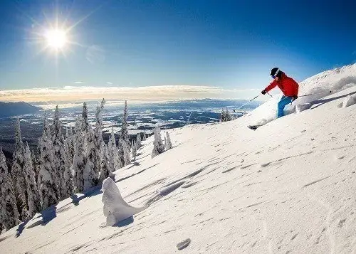 Whitefish