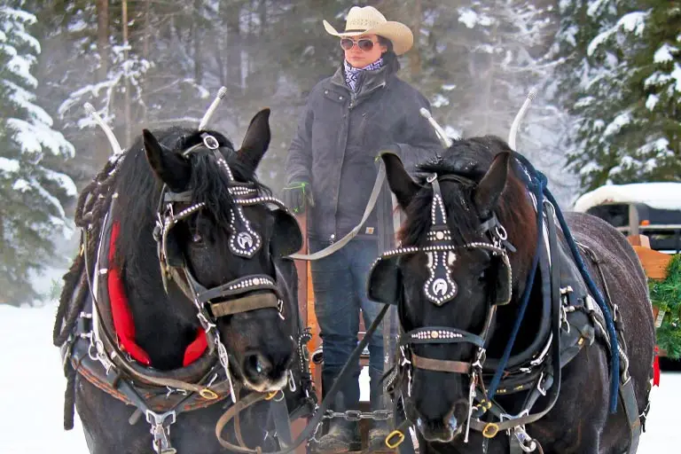 Sleigh Rides in Whitefish