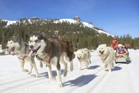 Husky Express Dogsled Rides