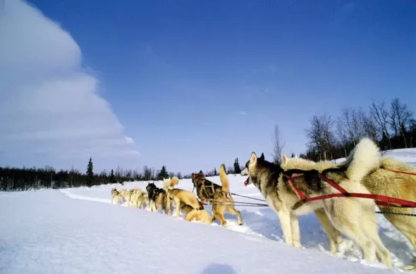 Dog Sledding