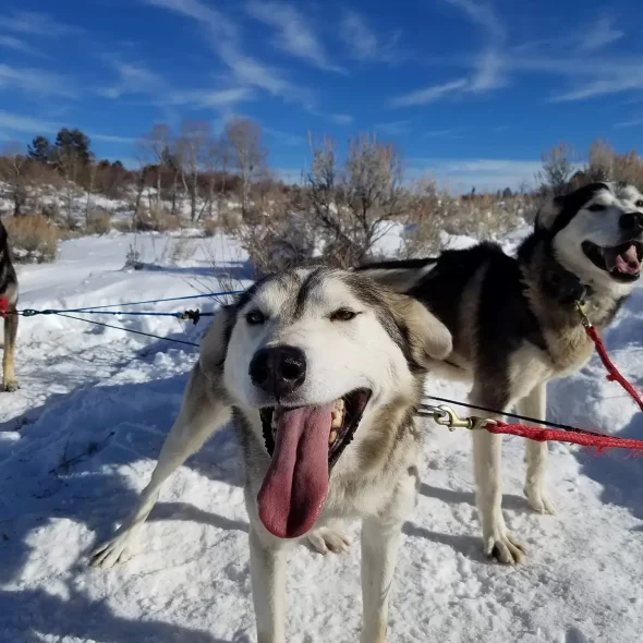 Mountain Musher Dog Sled Rides